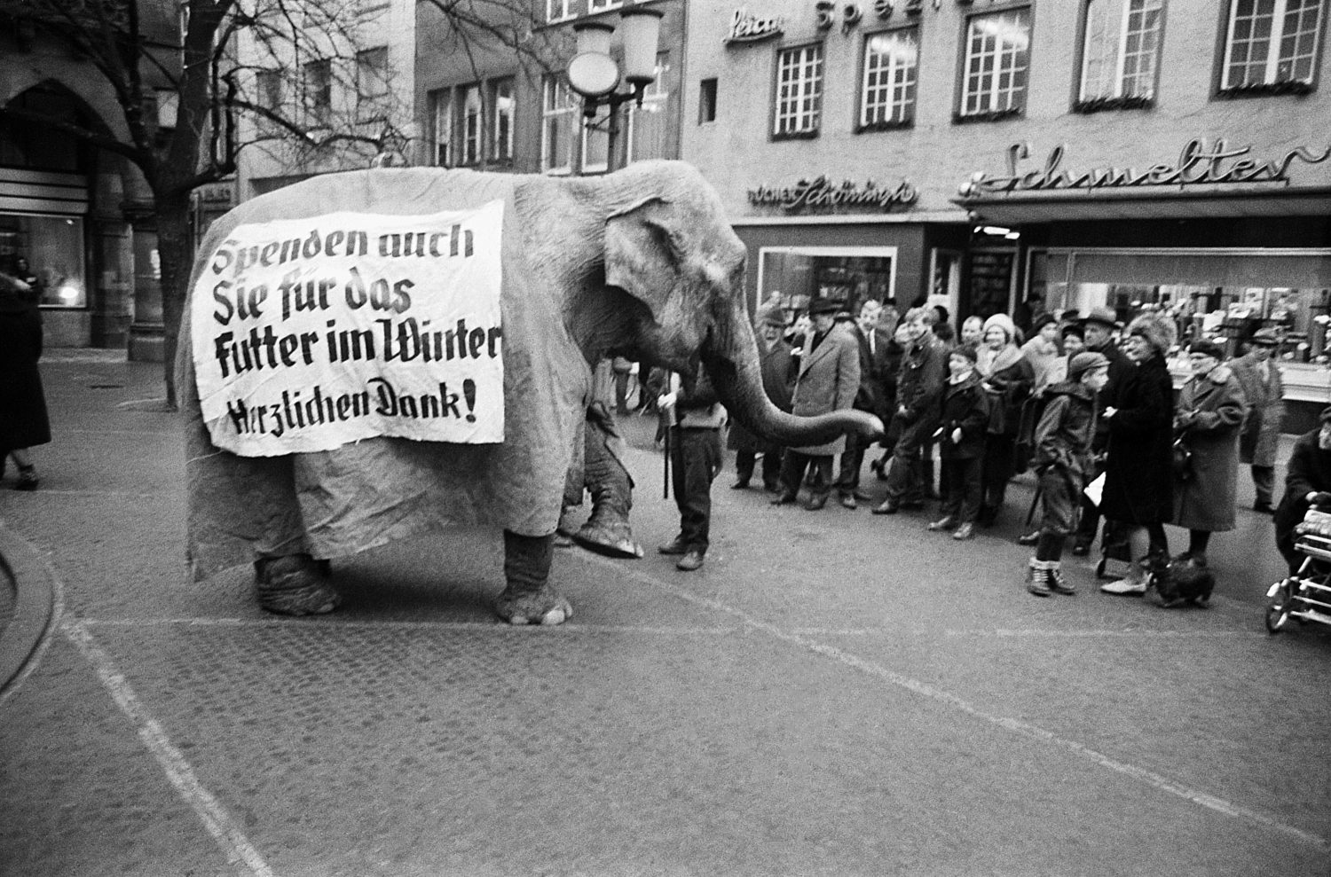 Zirkus-Elefant in Münster in der Innenstadt. Foto: Stadtmuseum Münster, Sammlung Hänscheid.