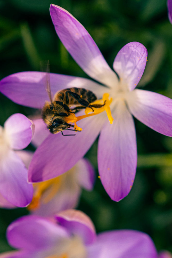 Krokus im Fokus: Bienen summen emsig über ein Krokus-Beet nahe dem Schulzentrum Wolbeck. Foto: A. Hasenkamp.