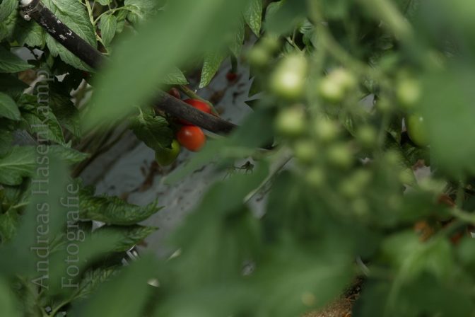 Tomatenpflanzen in einem professionellen Gewächshaus. Foto: A. Hasenkamp.